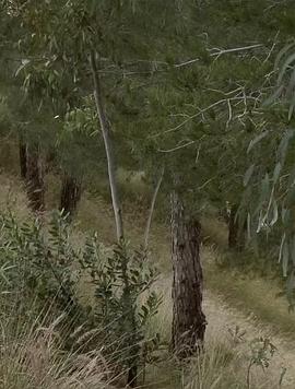 麦吉的农场封面图