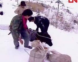 最后的马帮封面图