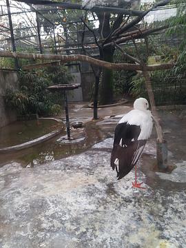 放飞朱鹮封面图