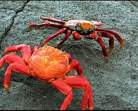 完全机械手册封面图