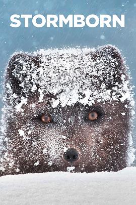 风暴之子封面图