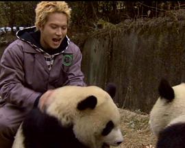 野性之声封面图