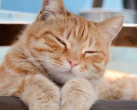 自由的家猫封面图