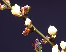 地球的角落封面图