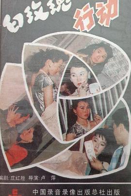 白玫瑰在行动封面图