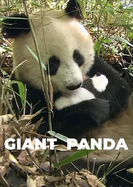 国家地理 - 大熊猫封面图