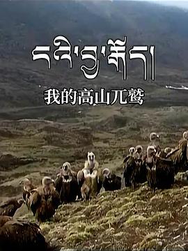 我的高山兀鹫封面图