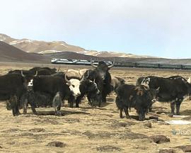 天路入藏封面图