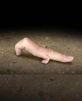 神奇的手指封面图