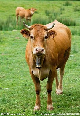 牛&amp;牛&amp;牛封面图