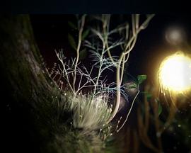 生命之光封面图