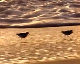 国家地理：沧海浮生记封面图