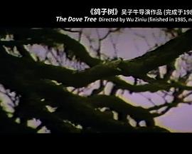 鸽子树封面图