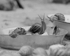 金蜗牛的诞生封面图