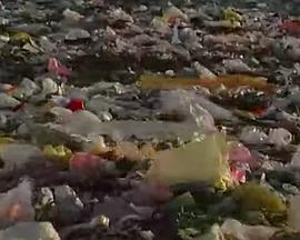 塑料袋们封面图