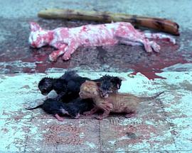 七只小猫封面图