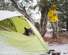 艾斯与沙漠狗封面图