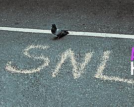 周六夜现场：布拉德·皮特/麦莉·塞勒斯封面图