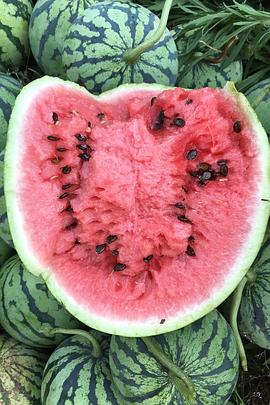 Rocco e le storie tese封面图