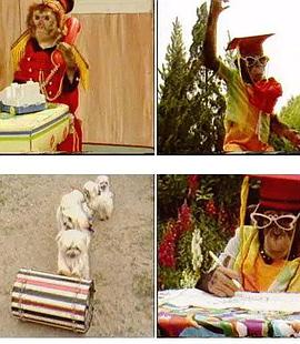 毛毛和哈利封面图