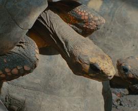 集体独白封面图