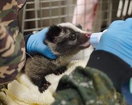 野生之路封面图