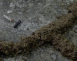 白蟻餵食秀封面图