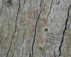 树木写作颂封面图