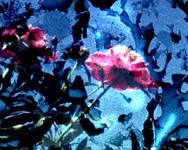 Elephant&#39;s Foot封面图