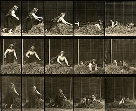 扑向干草堆封面图