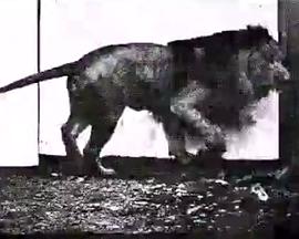 走路的狮子封面图