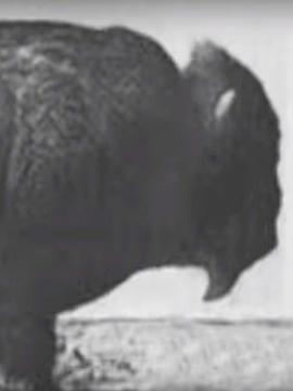 奔跑中的水牛封面图