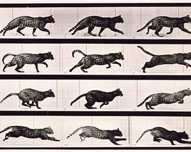 由慢跑快的猫封面图