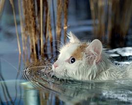 猫猫的奇妙世界封面图