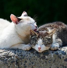 超能猫咪 第一季封面图