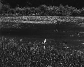 Light Study封面图