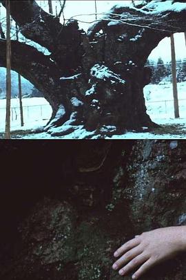 薄墨之樱封面图