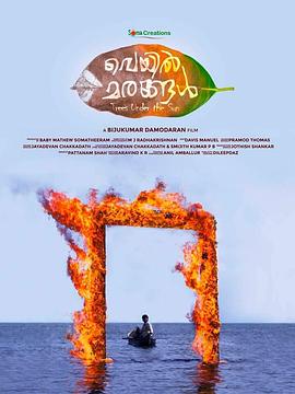 木生日光下封面图