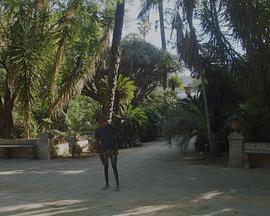 巴勒莫黑太阳封面图