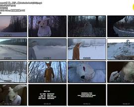 跑，兔子，跑封面图