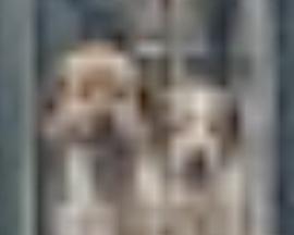 The More I Zoom in on the Image of These Dogs, The Clearer it Becomes They Are That They Are Related to the Stars封面图