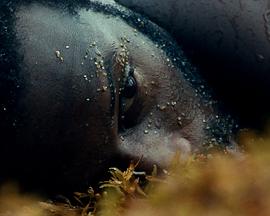 Nosferasta: First Bite封面图