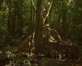 加摩贾亚封面图