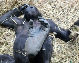 看不见的动物园封面图