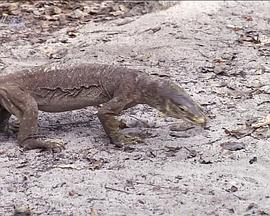 野生动物的秘密 第一季封面图