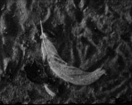 Spanky: To the Pier and Back封面图