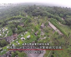 情热大陆 熊猫饲养员 阿部展子篇封面图