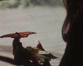 The Butterfly封面图