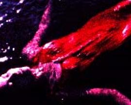 サルビア姉妹封面图