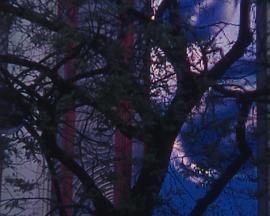 Pastourelle封面图